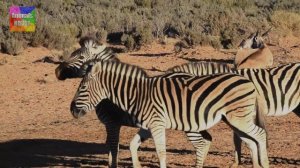 Звуки Животных. Дикие и Домашние Животные Кошка, Собака, Слон, Корова, Жираф, Белка, Зебра, Лев #2