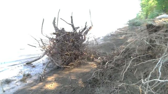 Случай на рыбалке.Подмыло дерево. смотреть онлайн