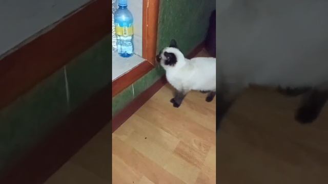 А у вас есть домашние животные🐵🐔🐶🐷?