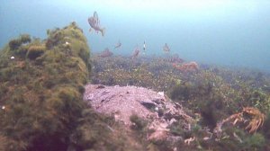 Красивые кадры под водой