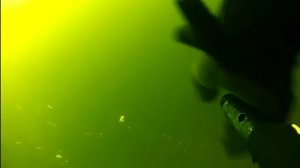 Подводная охота в Красноярском море, часть вторая