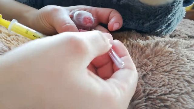 Искуственное кормления новонарожденного декоративного кролика. Кролику 3 день. Уход за кролико. смотреть онлайн