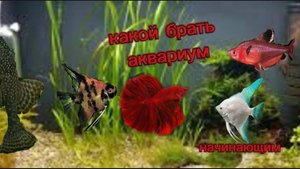 какой брать аквариум для начинающих.
