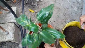 Пересадка Каланхоэ Дегремона