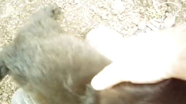 21 07 2018г  щенкам 2 месяца смотреть онлайн