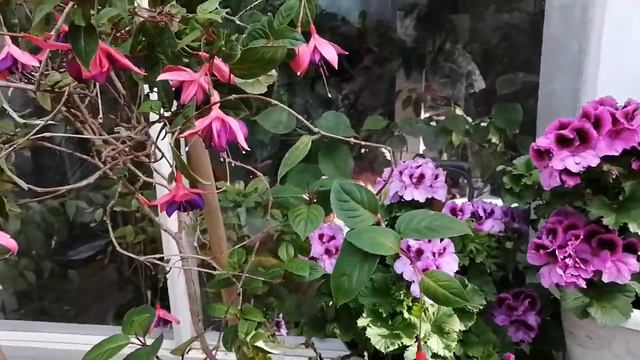 Зимний сад мартовским утром. Помощник пережить карантин. Ставрополь. смотреть онлайн