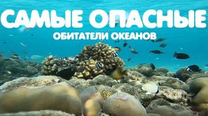 Самые опасные обитатели океанов