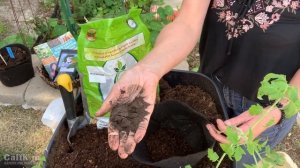 When & How to Transplant Indoor Seedlings Into Larger Containers / Spring Garden Series #5