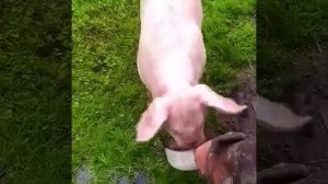 Вася, пиво будешь.mp4