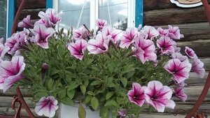 Самые устойчивые петунии.