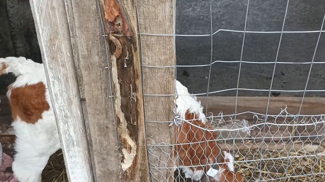 Айршир | На ферме пополнение | Бычек айрширской породы | Малыш смотреть онлайн