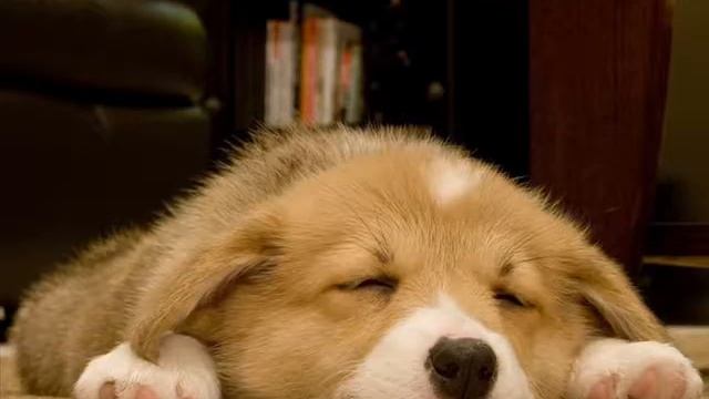 "Повтори" (автор Горникова Ирина Ринатовна - воспитатель по татарскому языку) смотреть онлайн