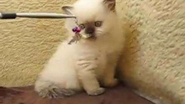 Британский котенок длинношерстная кошка шоколад поинт в British House смотреть онлайн