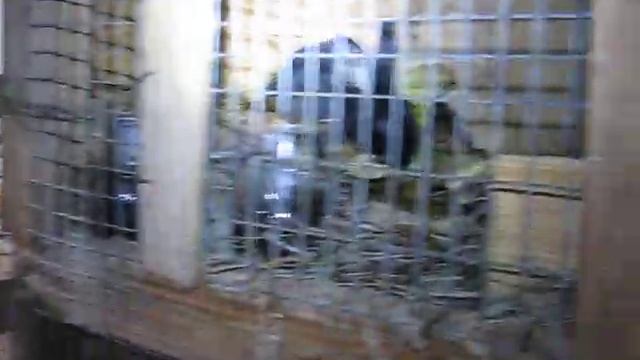 Появятся ли новые малыши рексы, как растут крольчата беспризорники. смотреть онлайн