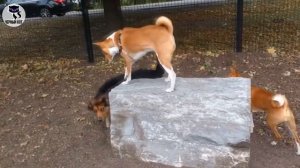 ✔ Басенджи: плюсы и минусы породы, которые, вероятно, ожидают будущего владельца