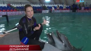 Волгоградцы могут увидеть дельфинов, не уезжая на море