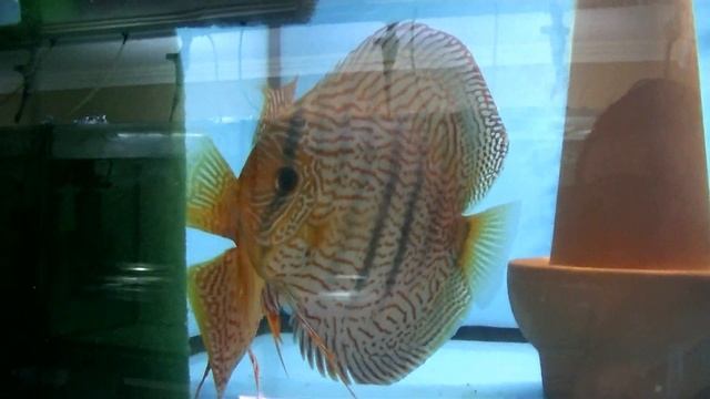 Работаем на разводне. Опыты, неудачи и эксперименты. смотреть онлайн