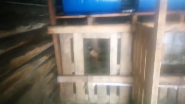 Размеры стойла для коров!! Size of a stable for cows!!