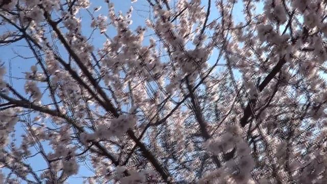 Пчелиный гул- слушайте его, он лечит смотреть онлайн