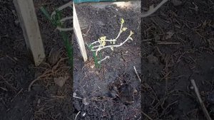 Посадка роз- спрей, апрель 2021