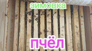 Как проходит зимовка пчёл. Конец февраля 2023. Пчеловодство!