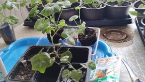 Результат подкормки сеянцев пеларгонии янтарной кислотой