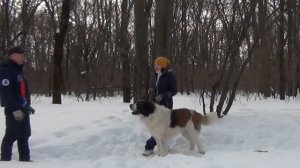 Московская сторожевая