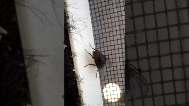 Муха руки моет смотреть онлайн