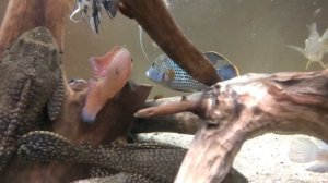 Рыбки кушают "животинку", которая называется щитень весенний