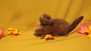 Скоттиш-фолд котенок. Продажа. Питомник Greycat www.grey-cats.ru 8(926)993-70-25