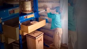 МАСЛО НА ДУБОВОМ ПРЕССЕ. Как отжать масло?