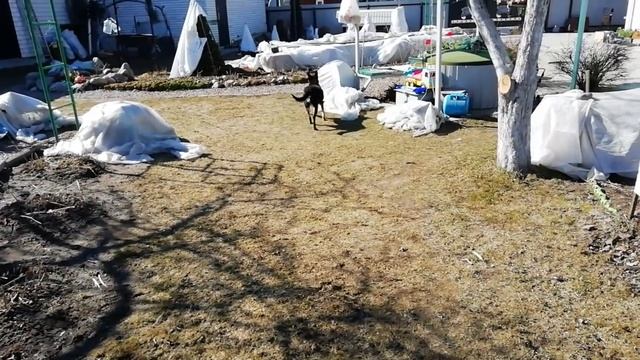 ?⚒️В своем САДУ мы ОТДЫХАЕМ –"ни фига не делаем".То теплицу перекроем,то с опрыскивателем бегаем. смотреть онлайн