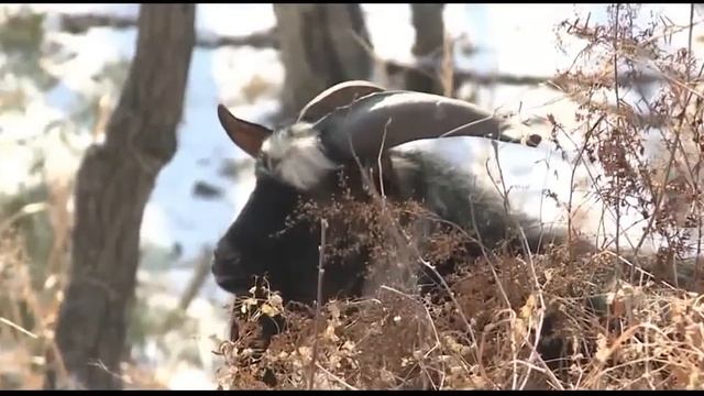 Амурский тигр подружился с отданным ему на съедение бесстрашным козлом Тимуром