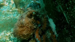 Почему я не ем осьминогов // Всё как у зверей #99