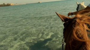 Египет 2023. Хургада. Прогулка на верблюдах, купание на лошади.