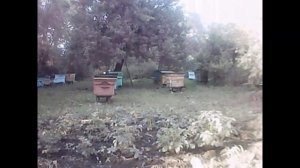 Липовый Мед, какой он на самом деле Цветом.