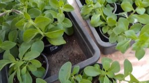 ЧЕРЕНКИ ПЕТУНИИ ОСЕННЕГО УКОРЕНЕНИЯ ЗАНОШУ В ДОМ. ПРЕДВАРИТЕЛЬНАЯ ОБРЕЗКА.