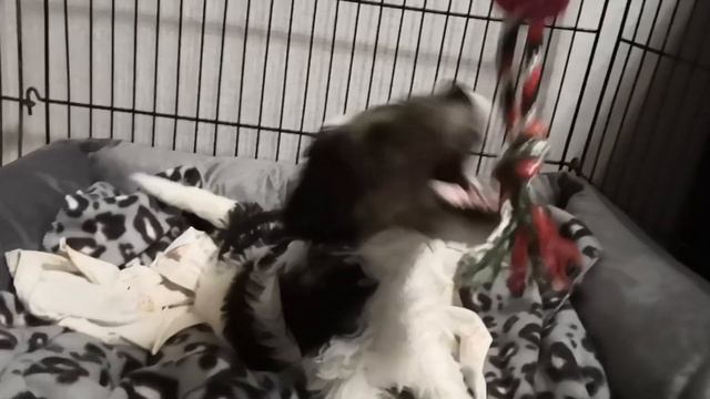 Жесткошёрстный фокстерьер щенок 7 недель смотреть онлайн