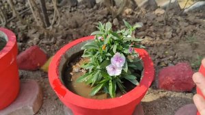 ये liquid fertilizer अमृत है इस समय सारे पौधों के लिए/Rose Care/Winter Flowers #petunia #fertilizer