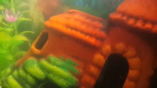 Гуппи, Петушок и Барбусы в аквариуме смотреть онлайн