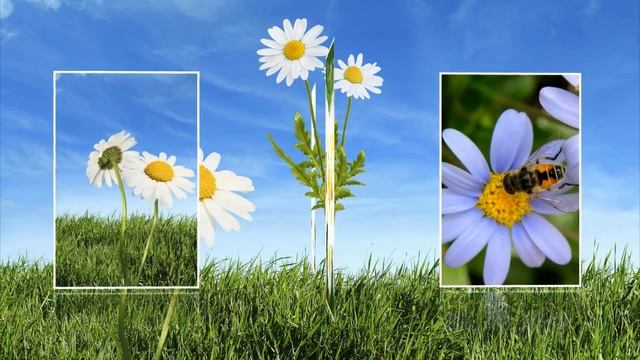 Ромашка белая смотреть онлайн