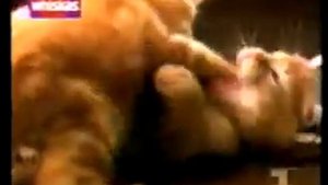 Реклама Whiskas 1993