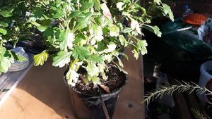 Хризантема  ДАСТИН ПИНК, мультифлора.3.10.21.Санкт-петербург