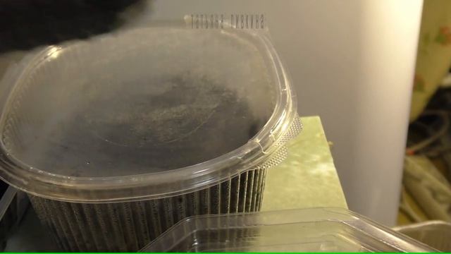 ПЕРВЫЕ ВСХОДЫ 5 дней после посева. ФЕВРАЛЬ смотреть онлайн