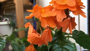 КОМНАТНЫЕ ЦВЕТЫ | КРАСИВО ЦВЕТУЩИЕ РАСТЕНИЯ