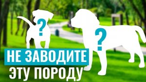 НЕ ЗАВОДИТЕ ЭТИ ПОРОДЫ! Какие собаки САМЫЕ СЛОЖНЫЕ в обучении?