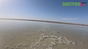 Куяльницкий лиман. Дамба 1858 год. Плотина. Тайны Куяльник. Одесса. Мертвое море. Туризм. #зоотроп