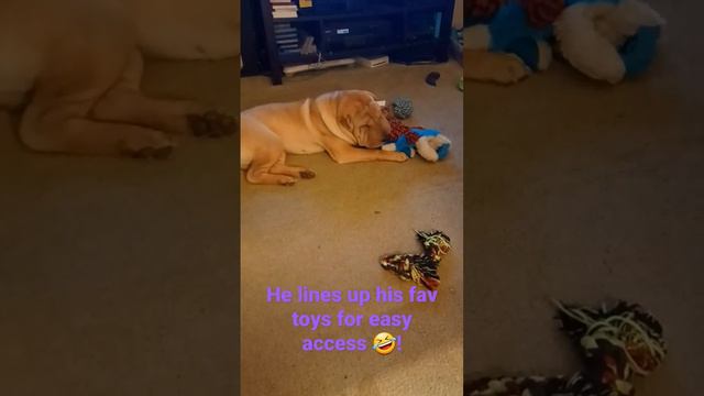 Bamboo & His Toys #chinesesharpei #puppies #puppy #cute #dogs #wrinkles #sharpei