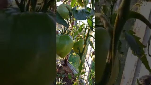 Томат коллекционный ЗНАМЕНИТАЯ КЛУБНИКА МИССИС ШЛАУБАХ.Ярославская  область.
