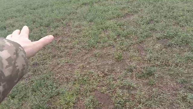 Гербицыд Агритокс. Последействие на люцерне. смотреть онлайн